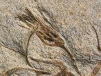Fossil Brittle Star, Trilobite & Crinoid Plate #40478-5